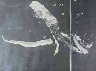 ?#144 (?/?/1958) Giant squid reportedly measuring around 47 ft (14 m) in total length, taken by the vessel Silver Bay off Florida, from a double-page spread in Rathjen (1973:24–25, fig. 7)