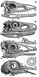 Comparaison de crâne de Aetosaurus (A), Euparkeria (B), Archaeopteryx (C), pigeon (D) et jeune canard (E) (1916).