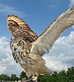 Indian Eagle Owl