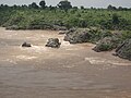 Reka Narmada v polnem toku med monsunom v Bhedaghatu