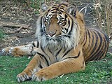 Sumatrako tigre