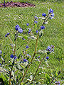 Stalk and flowers