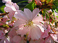 Sakura roz