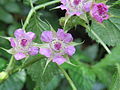 キイチゴ属 (バラ科) の花