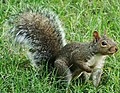 das Eichhörnchen – l'écureuil