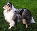 blue merle