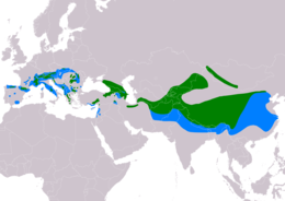 A hajnalmadár elterjedési területe   egész éves   telelőhely Összeállította: BirdLife International and Handbook of the Birds of the World (2019) 2019.