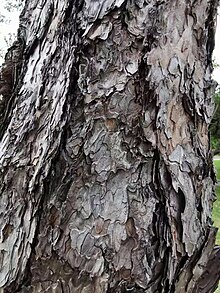 黑松 Pinus thunbergii 20211007185113 05.jpg
