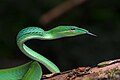 Image 16Asian vine snake Ahaetulla prasina. This snake has a wide distribution in Asia. It feeds on small reptiles and amphibians, particularly lizards and tree frogs. Adults may attain 1.8 m (6 feet) in total length, with a tail 0.6 m (2 feet) long. Its appearance is very much like those of South American vine snakes. It is a rear-fanged species and is mildly venomous but is not considered a threat to humans.