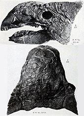 Dua sisi tengkorak Ankylosaurus, dari atas dan sebelah kiri