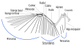 Estructura occipital de un ala de pájaro, indicando la ubicación de las rémiges