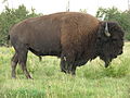 Bisonokse