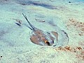 Dasyatis pastinaca al largo di Tenerife, Isole Canarie.