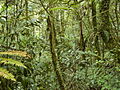 Image 18Tropical montane forest at around 2,000 m in Malaysia (from Montane ecosystems)