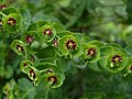 Les glandes à nectar de Euphorbia x, un hybride entre E. amygdaloides, dont il tient la forme (glandes normalement verte jaunâtre), et E. characias (dont les glandes sont normalement noires)