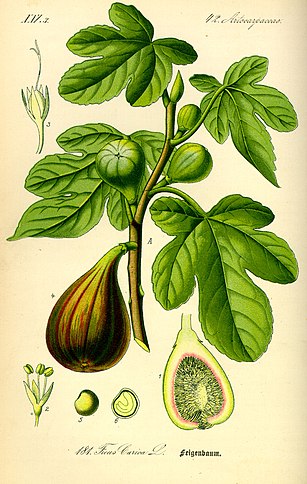 Illustration Ficus carica0.jpg