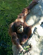 An orangutan using a branch to get to insects