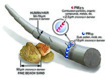 A computer graphic showing how many PM10 particles can be wrapped around a human hair and how several PM2.5 particles can be wrapped around PM10