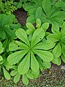 Kastanjebladige astilbe (Rodgersia aesculifolia) op Landgoed Larenstein