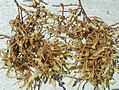 Sargassum sp. Phaeophyceae