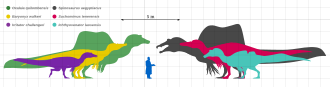 Silhouettes de six dinosaures spinosauridés comparées à celle d'un humain, Suchomimus étant montré en rouge.