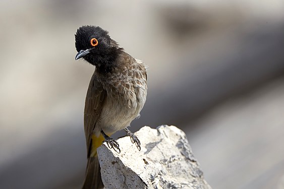 African red-eyed bulbul (pycnonotus nigricans) at the Okaukuejo waterhole in Etosha Namibia