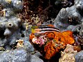 Coral guard blenny on duty