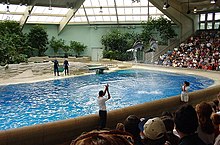 Dos dofins saltant en una piscina interior davant del públic