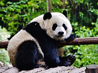 Giant panda (Ailuropoda melanoleuca)