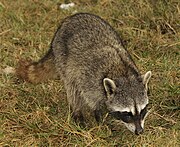 Gray procyonid with black and white face markings in grass