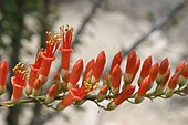 Ocotillo flowers