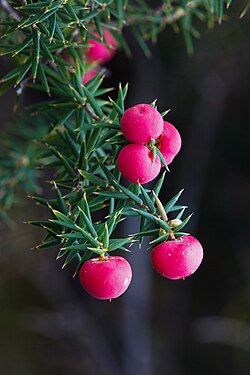 Leptecophylla juniperina fruit