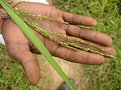 Padi saking Chhattisgarh