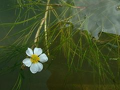 Flutender Wasser-Hahnenfuß (Ranunculus fluitans)