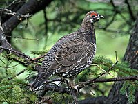 Male, Acadia National Park, Maine