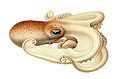 Image 2 Velodona Illustration: Ewald Rübsamen Velodona togata is the only species in the octopus genus Velodona; the genus and species names come from the large membranes that connect its arms. It was first described by Carl Chun in his book Die Cephalopoden (from which this illustration is taken) in 1915. A second subspecies was described by Guy Coburn Robson in 1924. More selected pictures