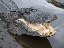 Aligator Amerika (Alligator mississippiensis)