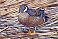 Blue-winged teal (Anas discors)