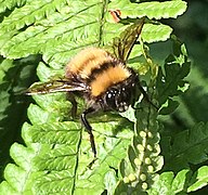 Bombus hortulanus.