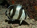 Banded butterflyfish (Chaetodon striatus)