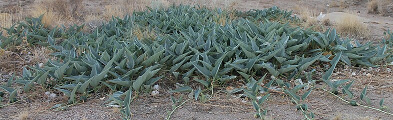 Cucurbita foetidissima, una "calabacilla lloca", una herbal perenne. Afecha a climes grebos y estacionales, vilta tolos años a partir de los sos raigaños soterraños tuberosas.