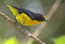 Male violaceous euphonia (Euphonia violacea)