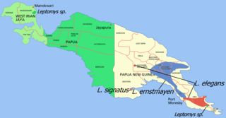 Mapa de distribución de L. ernstmayri y otras especies de Leptomys en la isla de Nueva Guinea.