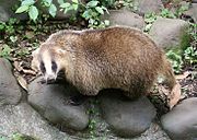 Brown and white mustelid on rocks