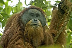 An orangutan, similar to the one I use for my profile pictures.