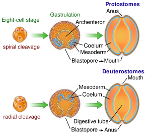 Diagram comparing protostomes and deuterostomes at three stages of embryonic development