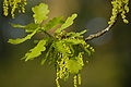 Blüten der Stieleiche