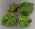 Лісце і арэхі Corylus colurna