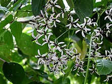 栴檀の花