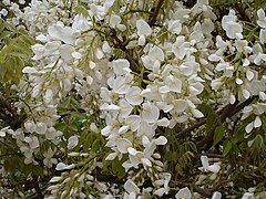 Wisteria sinensis 'Alba'.